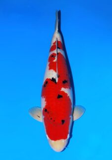 Sakai Fish Farm Sanke SVHQ+ female nisai 63cm!!! ZEER BREED!