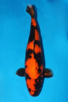 Hi Utsuri VHQ++ female nisai Takigawa Wordt JUMBO!