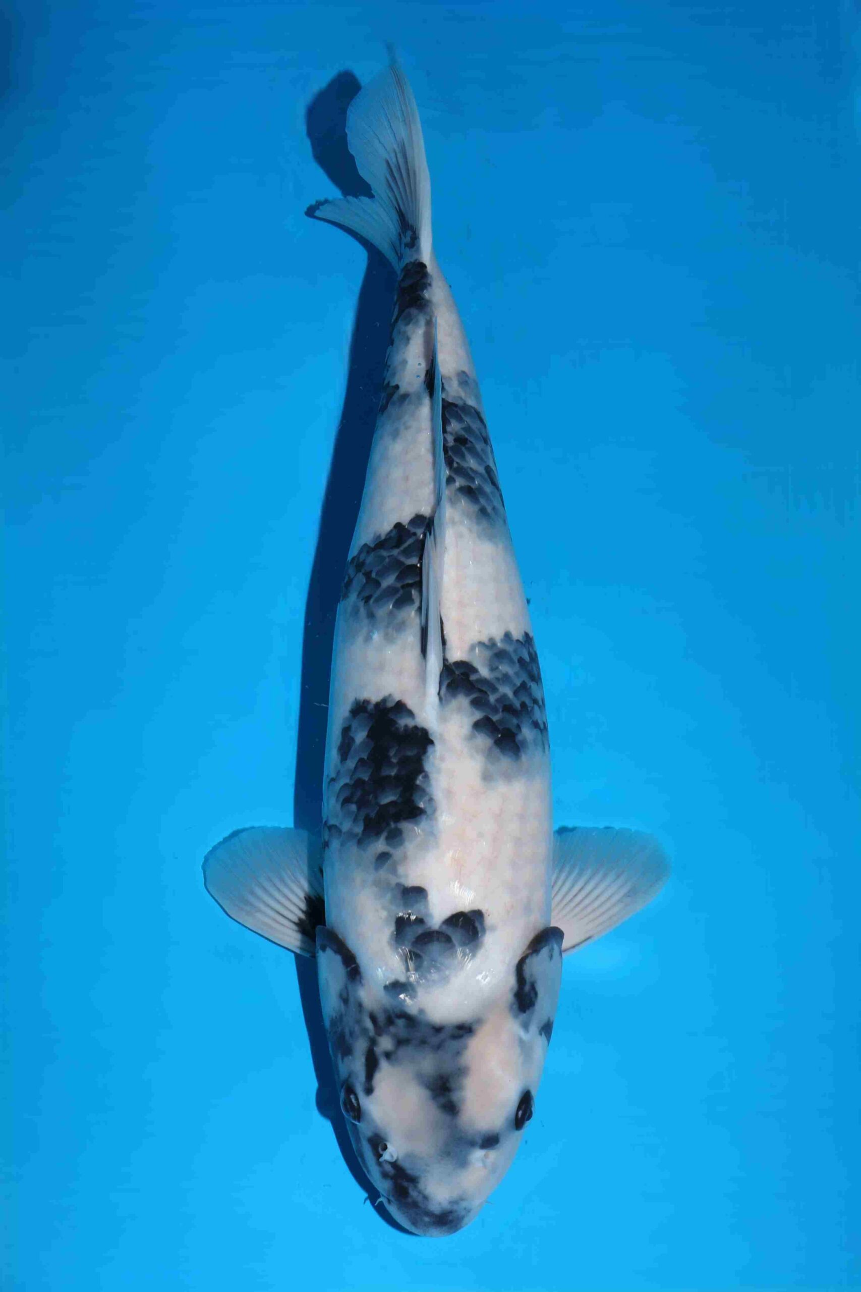 Omosako Shiro Utsuri VHQ+ jumbo nisai vrouw