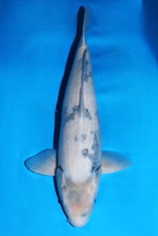 Omosako Shiro Utsuri VHQ+ jumbo nisai vrouw WORDT JUMBO koi!!!