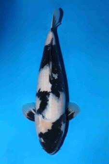 Omosako Shiro Utsuri VHQ+ jumbo nisai vrouw