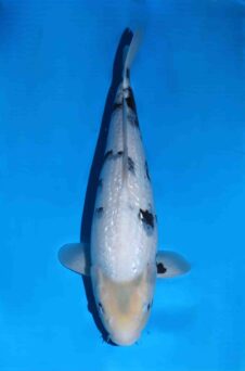 Omosako Ginrin Shiro Utsuri HQ+++ nisai vrouw