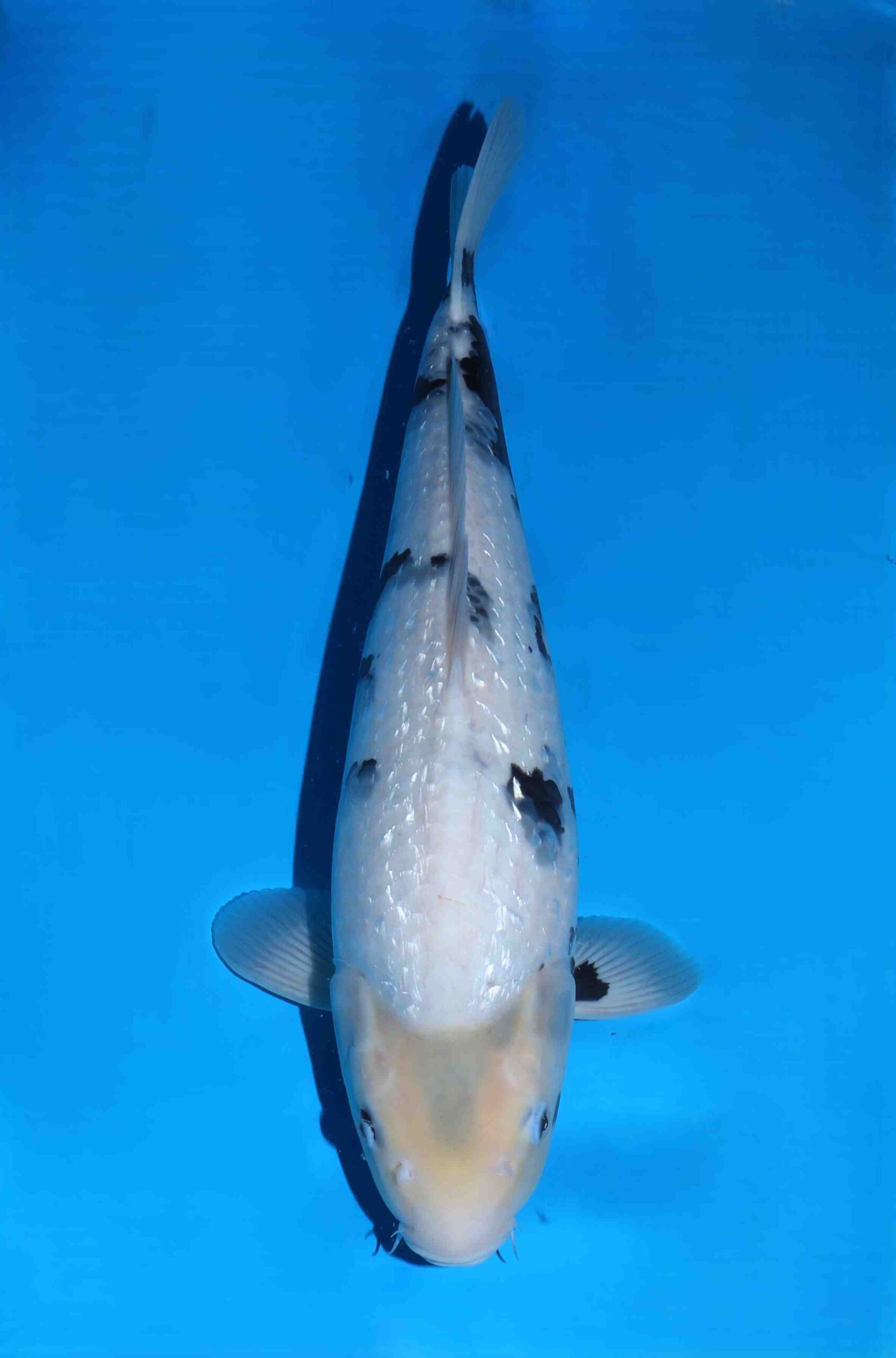 Omosako Ginrin Shiro Utsuri HQ+++ nisai vrouw