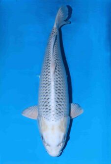 Omosako Gin Matsuba HQ+++ jumbo nisai vrouw WORDT JUMBO!