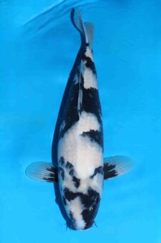 Omosako Shiro Utsuri HQ++ nisai vrouw wordt GROOT!