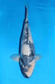 Omosako Shiro Utsuri HQ++ nisai vrouw