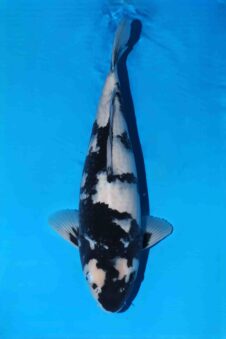 Omosako Shiro Utsuri HQ++ nisai vrouw