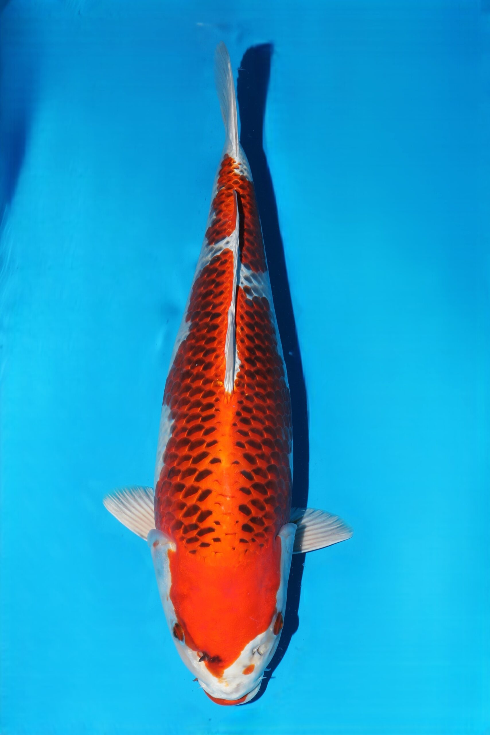 Omosako kujaku HQ+++ nisai vrouw (VHQ+ Huid en VHQ+ voor toekomst!)