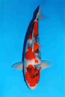 Omosako showa HQ+++ nisai vrouw