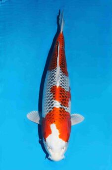 Omosako kujaku HQ++ nisai vrouw