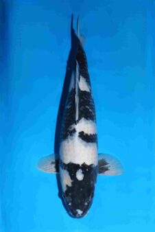 Omosako Shiro Utsuri HQ++ jumbo nisai vrouw wordt GROOT!