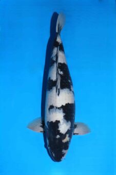 Omosako Shiro VHQ jumbo nisai man