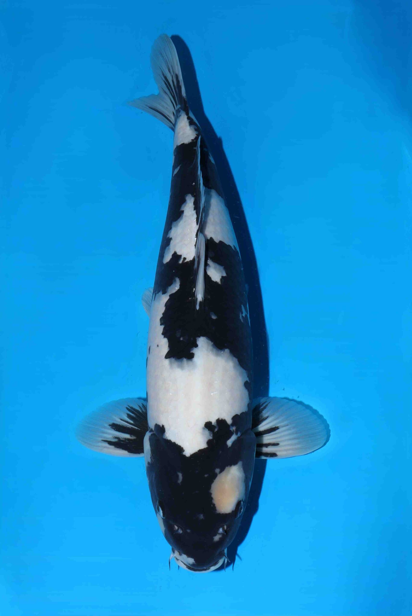 Omosako Show Quality Shiro utsuri VHQ nisai man