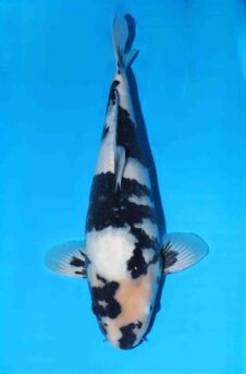 Omosako Shiro utsuri HQ+ nisai man