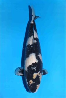 Omosako Shiro HQ+ nisai man