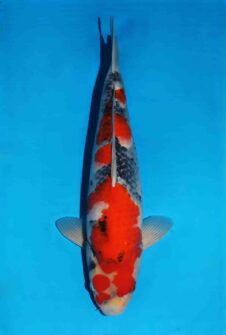 Omosako Showa HQ+++ nisai man