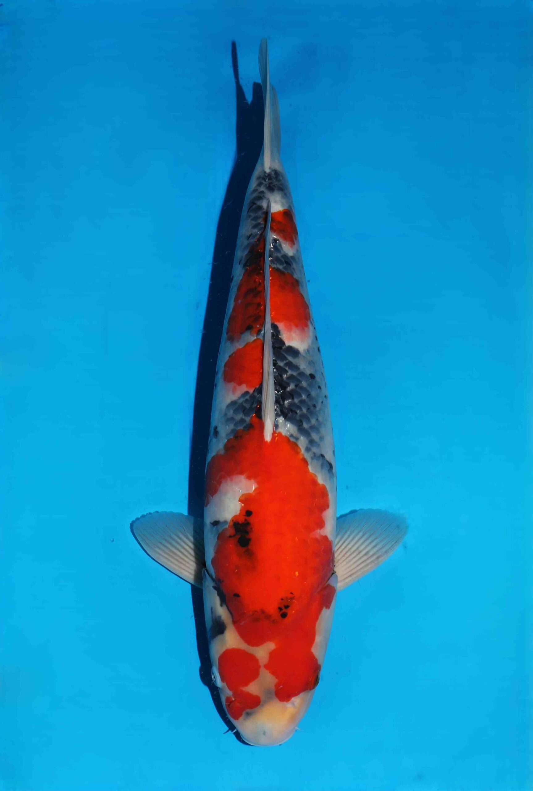 Omosako Showa HQ+++ nisai man