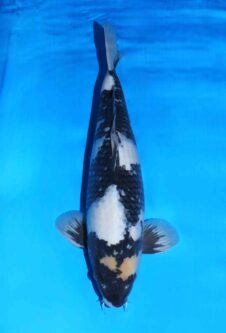 Omosako Shiro HQ+ nisai man