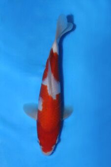 Okawa HQ Jumbo tosai kohaku (opgroei mogelijkheid)