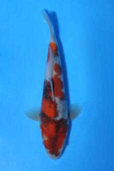 Okawa Jumbo tosai showa  HQ++ (opgroei mogelijkheid) ZEER GOED VOOR TOEKOMST!