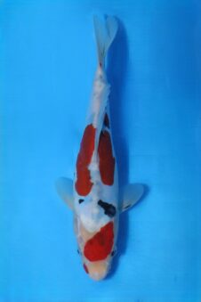 Okawa Jumbo tosai doitsu sanke HQ+ (opgroei mogelijkheid)