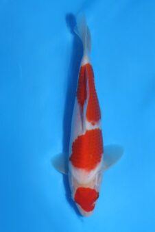 Okawa HQ+ Jumbo tosai kohaku (opgroei mogelijkheid)