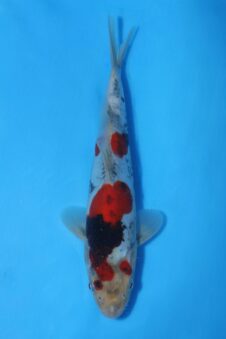 Okawa Jumbo tosai doitsu showa  HQ++ (opgroei mogelijkheid)