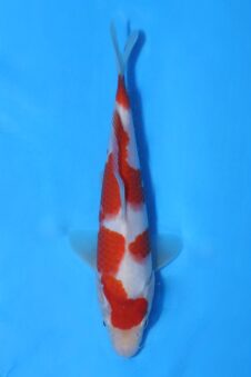 Okawa HQ Jumbo tosai kohaku (opgroei mogelijkheid)