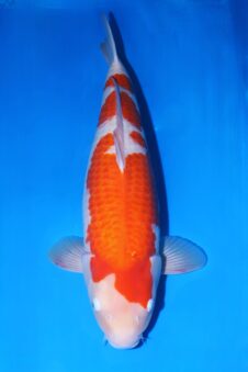 Matsue female Kohaku SVHQ++ nisai Wordt Heel goed!