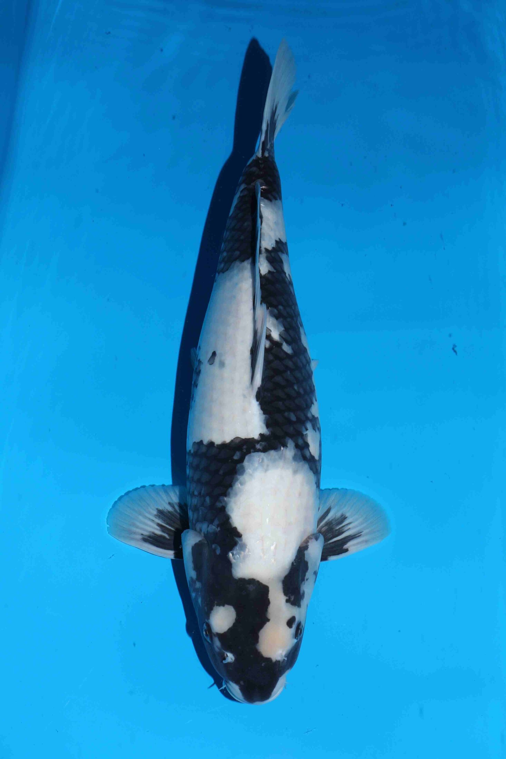 Omosako Shiro Utsuri VHQ++ jumbo nisai vrouw ZEER GOED voor koishow in 2 tot 3 jaar!