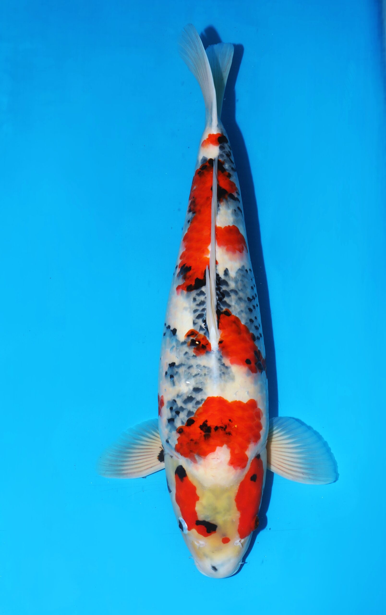 Showa VHQ++ female nisai Takigawa