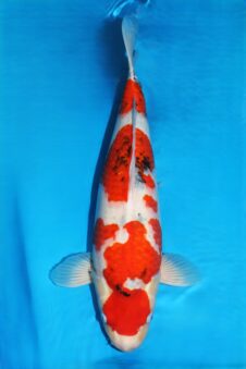 Sanke SVHQ female nisai Takigawa EXTREEM hoge HUIDKWALITEIT!