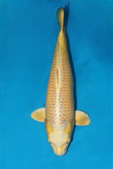 Mukashi Ogon VHQ+ female nisai Takigawa