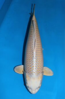 Mukashi ogon VHQ++++ female nisai Takigawa WORDT JUMBO!