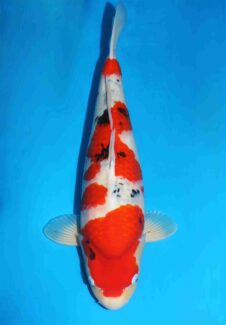 Sanke VHQ++ female nisai Takigawa ZG HUIDKWALITEIT!