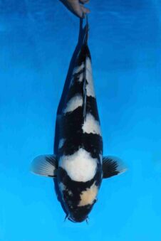 Omosako Shiro Utsuri VHQ+ jumbo nisai vrouw