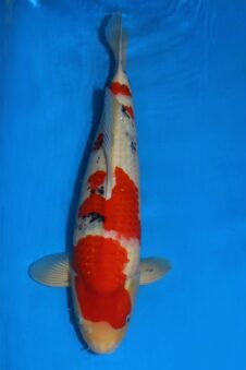 Sanke HQ++ Takigawa nisai man