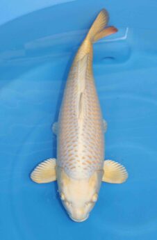 Mukashi Ogon VHQ++ female nisai Takigawa