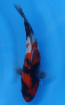 Okawa Jumbo tosai showa  HQ+ (opgroei mogelijkheid)