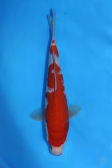 Okawa HQ+ Jumbo tosai kohaku (opgroei mogelijkheid)