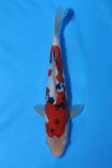 Okawa HQ Jumbo tosai doitsu sanke HQ++ (opgroei mogelijkheid)