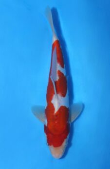 Okawa Jumbo tosai doitsu sanke  HQ++ (opgroei mogelijkheid)