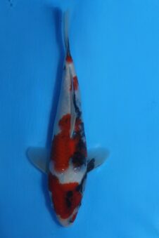 Okawa Jumbo tosai showa  HQ+ (opgroei mogelijkheid)