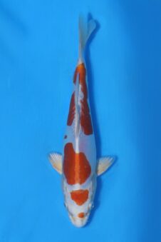 Okawa Jumbo tosai doitsu hariwake  HQ+ (opgroei mogelijkheid)