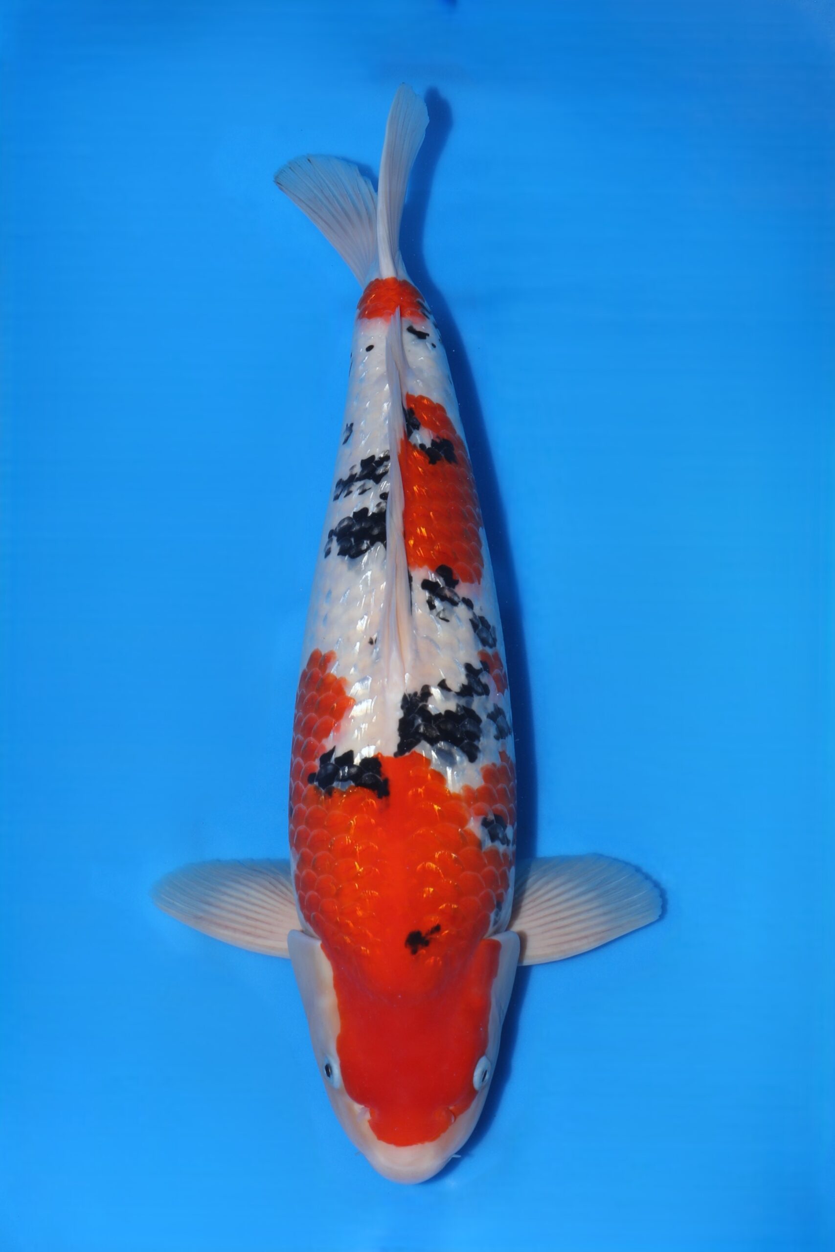 Matsue Ginrin sanke VHQ man nisai (20-12 te bewonderen)