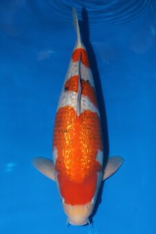 Matsue Ginrin sanke HQ+ man nisai (20-12 te bewonderen)