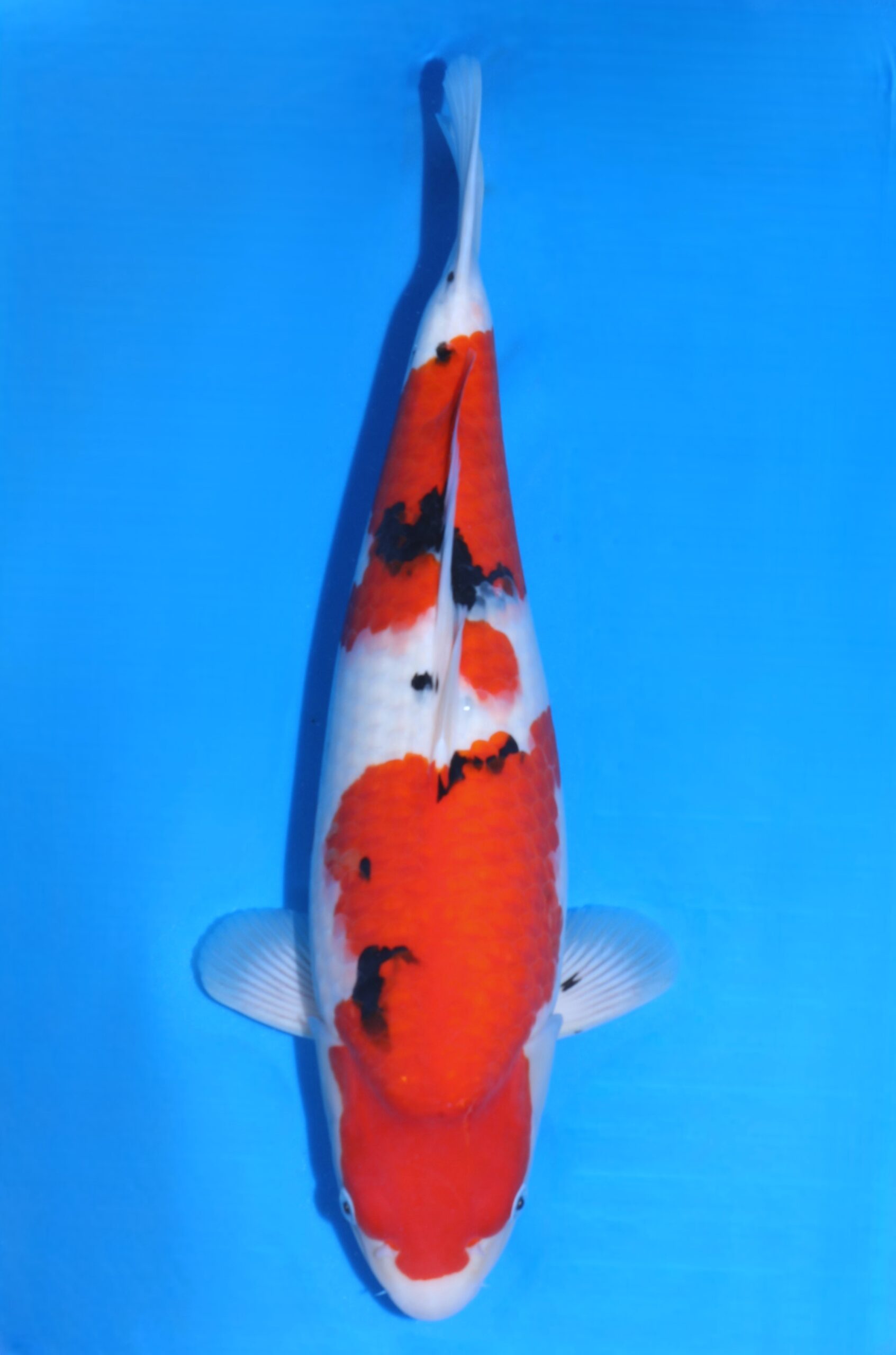 Sakai company VHQ++ female nisai sanke