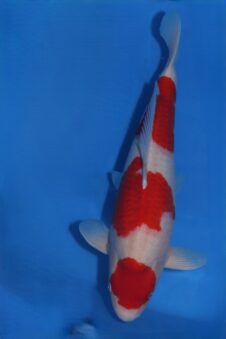 Kohaku VHQ++++ female jumbo nisai Takigawa