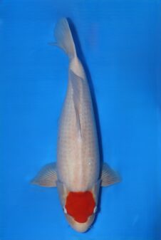 Matsue Tancho Kohaku VHQ man nisai WORDT JUMBO! Vanaf 20-12 te bewonderen