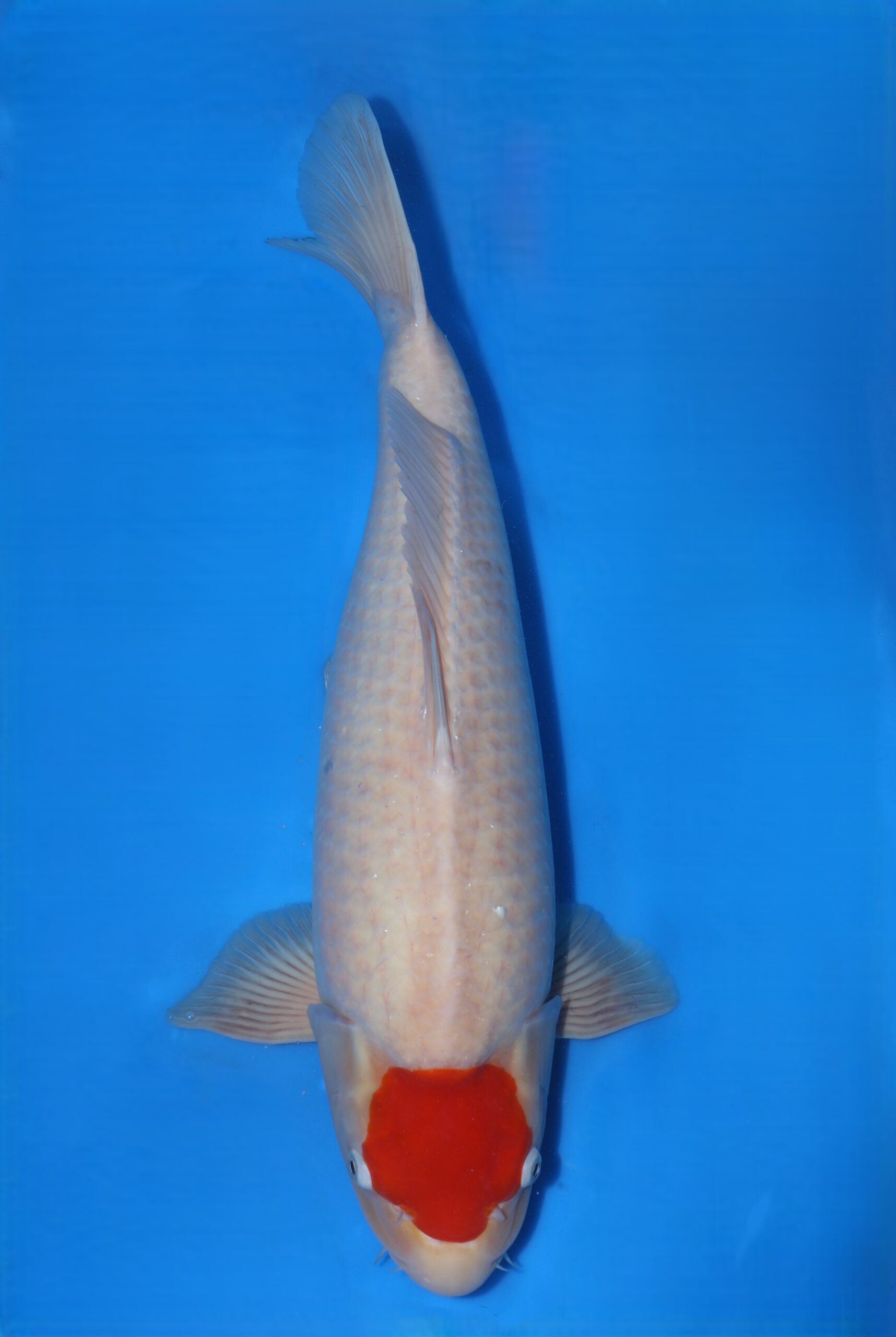 Matsue Tancho Kohaku VHQ man nisai WORDT JUMBO! Vanaf 20-12 te bewonderen